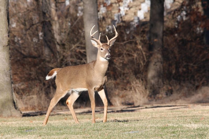 North American Deer (White-Tailed Deer)