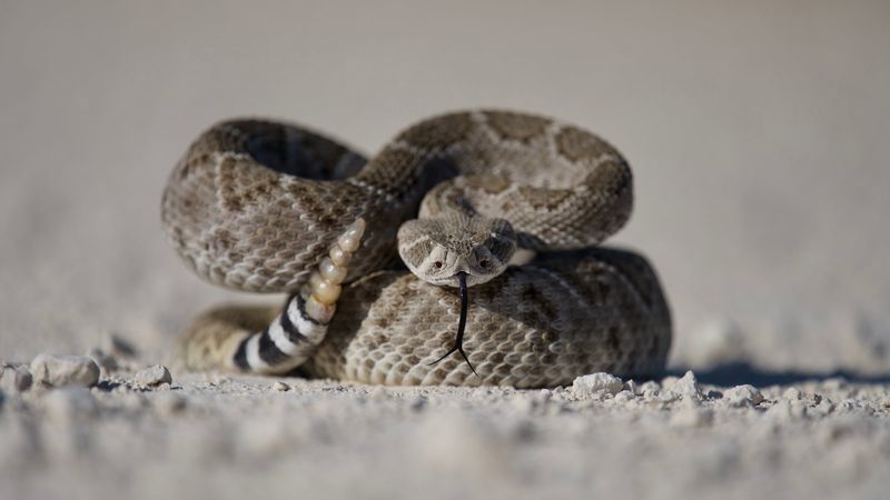 Venomous Snakes – Hidden Danger In The Grass