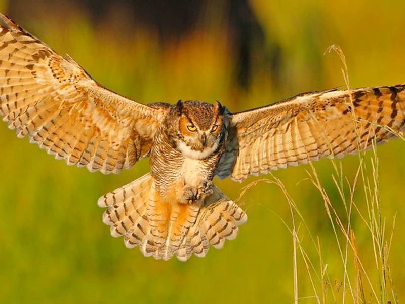 Owls