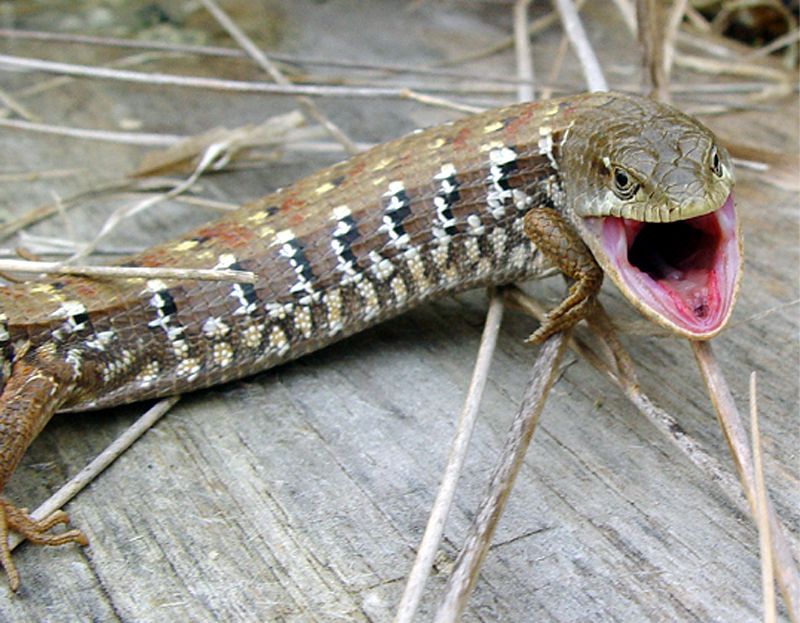 Alligator Lizard