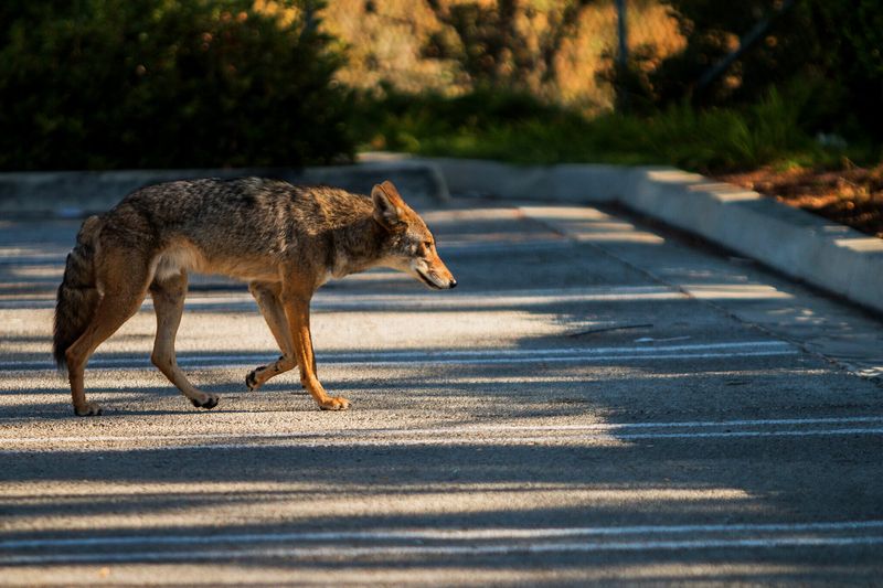 Coyotes Adapt Quickly To Human Deterrents