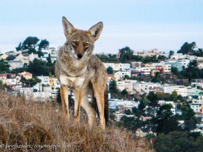 Coyotes Are Here To Stay In Urban Areas