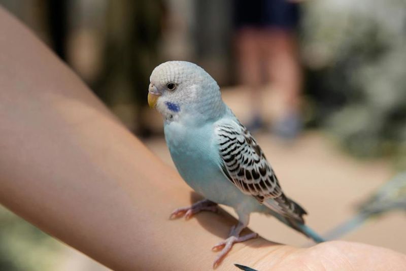 Parrots Master Languages And Performance