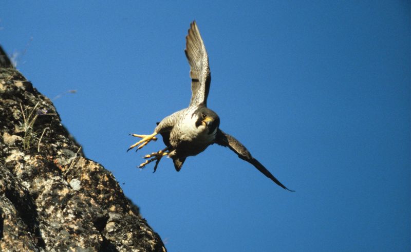 Peregrine Falcons: Speed Demons