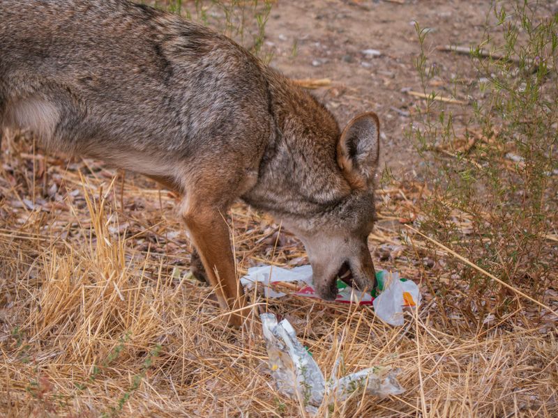 Feeding Coyotes (Even Indirectly) Creates Problems