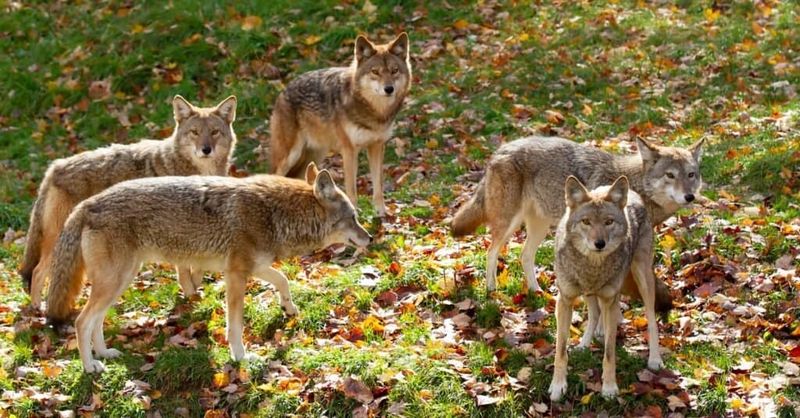 They Are Not Just Lone Wolves