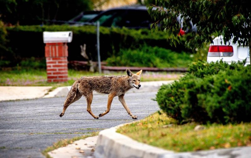 Your Small Pets May Be At Risk