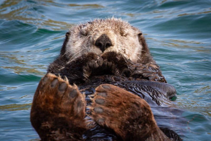 Otters Revive Seagrass Meadows
