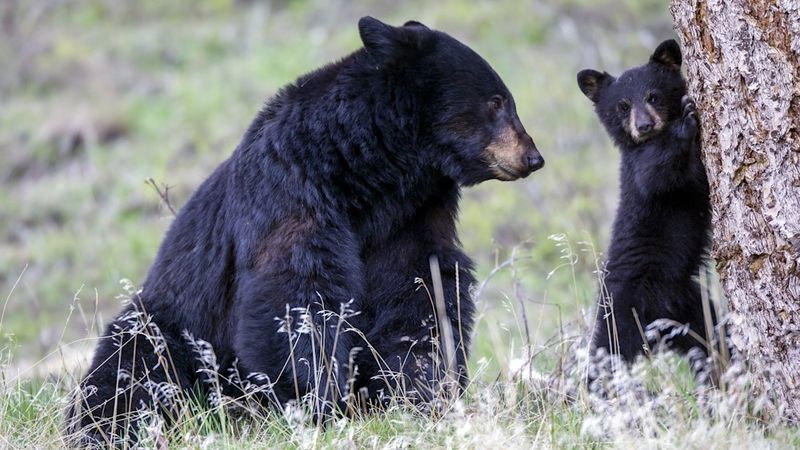 Black Bears In Forested Regions