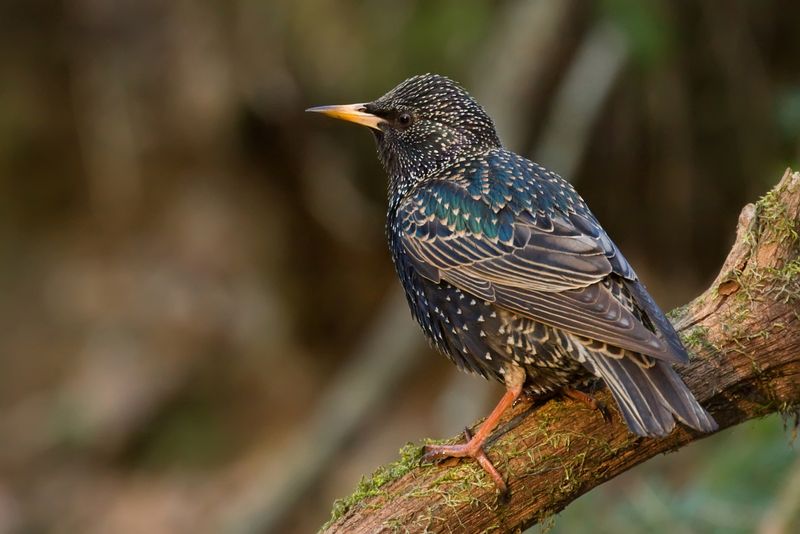 European Starlings: Mozart's Unwanted Legacy