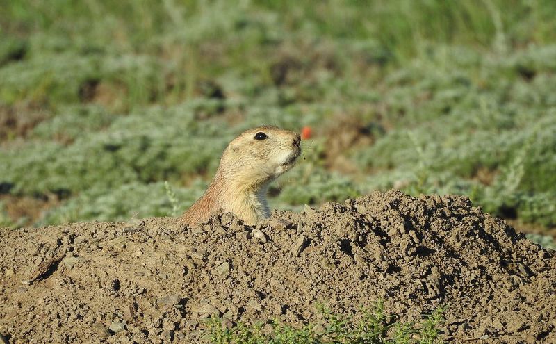 Prairie Dogs
