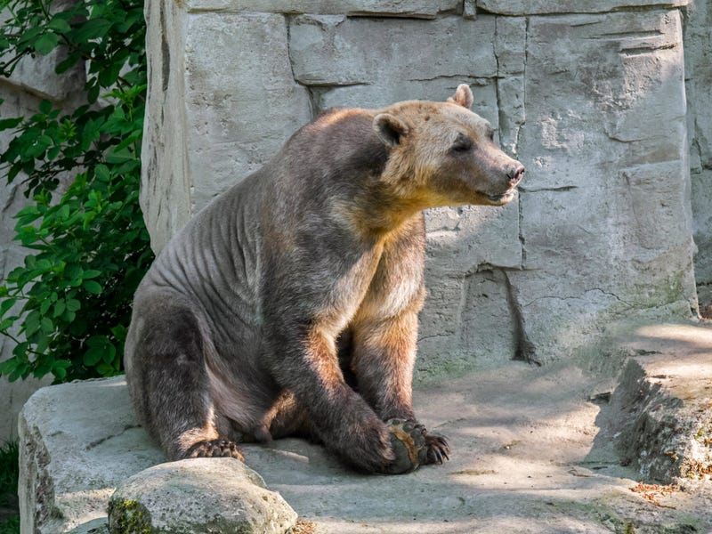 Pizzly Bears: The Unexpected Northern Remix