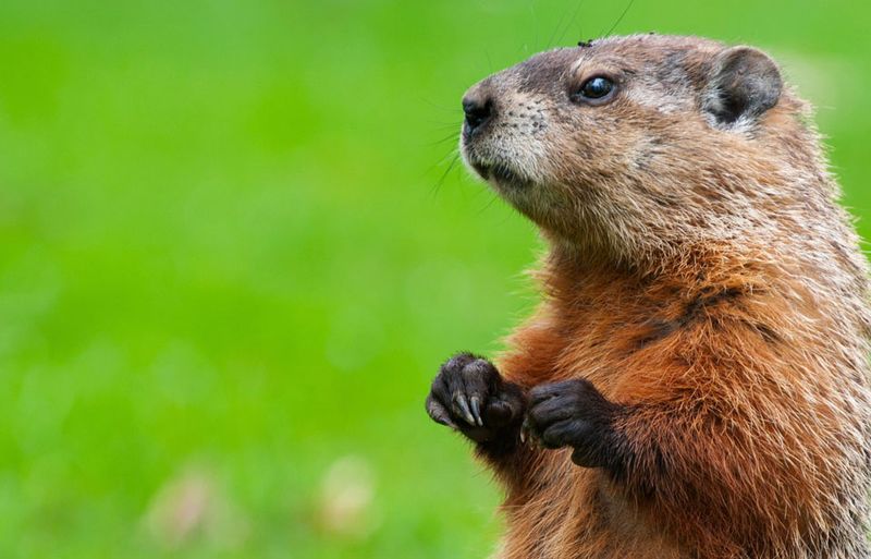 Pudgy Planners: Groundhogs