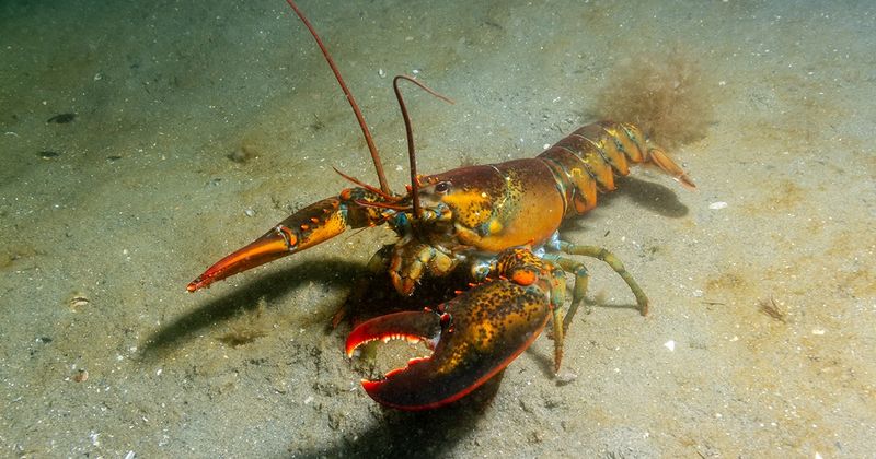 Lobster