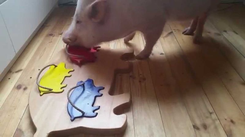 Problem-Solving Pigs