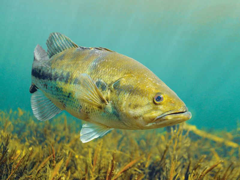 Largemouth Bass