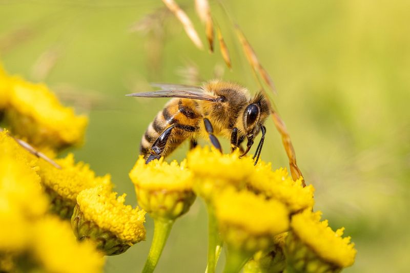 Support Local Beekeepers And Organic Farms