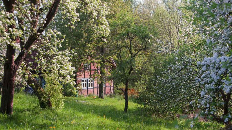 Grow Flowering Trees And Shrubs