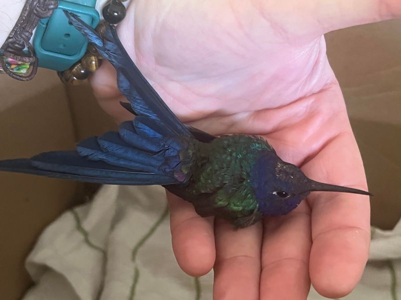 When To Call A Wildlife Rescuer For Help?