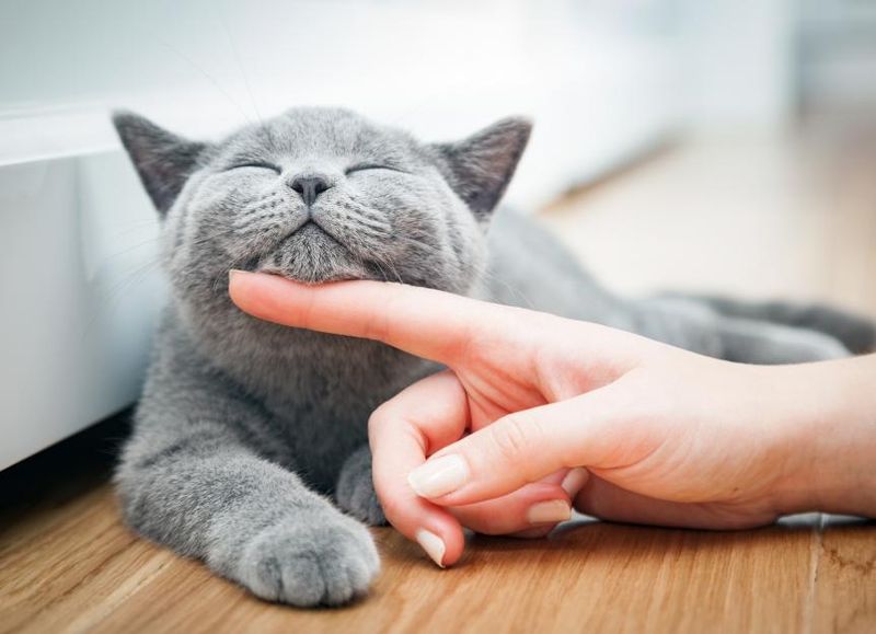 Master The Art Of Gentle Petting