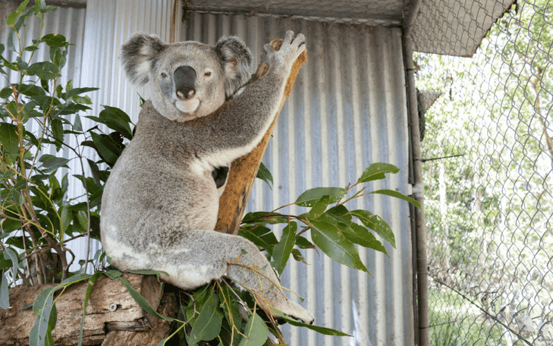 Become A Wildlife Carer