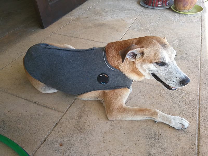 Try A Thundershirt Or Anxiety Wrap