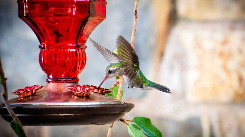 Install Multiple Feeders