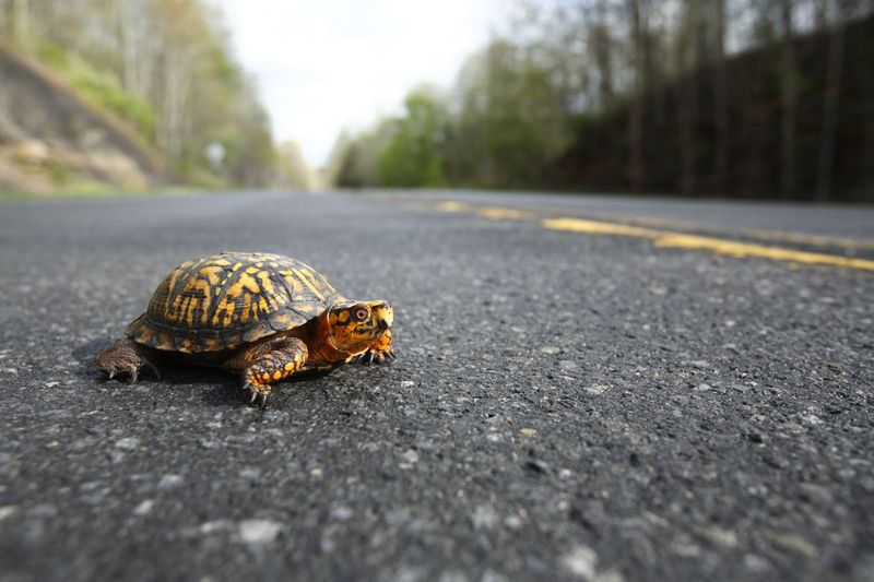 Safe Road Crossing Guardian