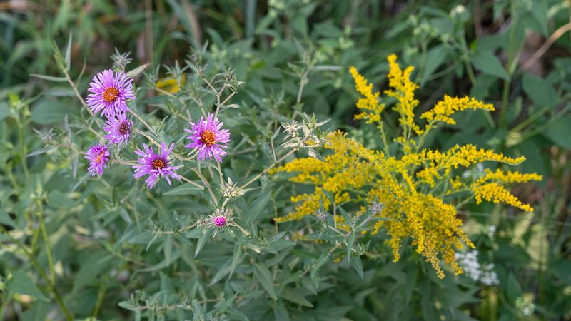 Provide Late-Season Food Sources