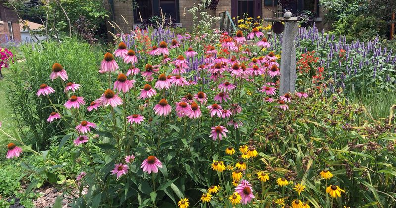 Provide Season-Long Blooms
