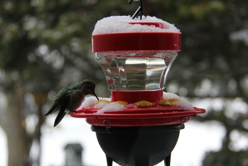 Maintain Feeder Stations Year-Round