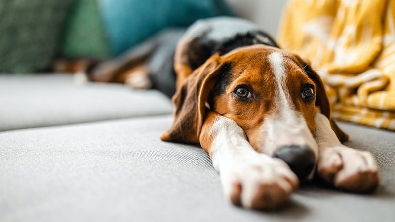 Keep Pets Calm Indoors