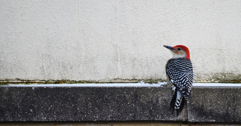 Install Physical Woodpecker Barriers