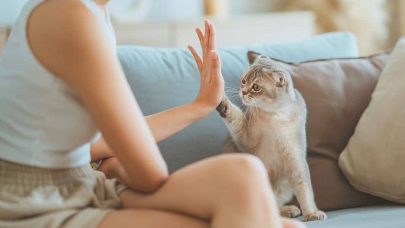 Implement Reward-Based Training