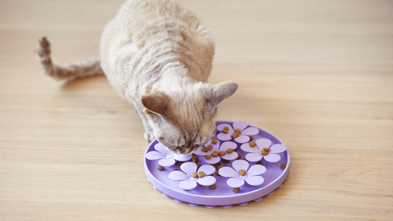 Establish Feeding Routines