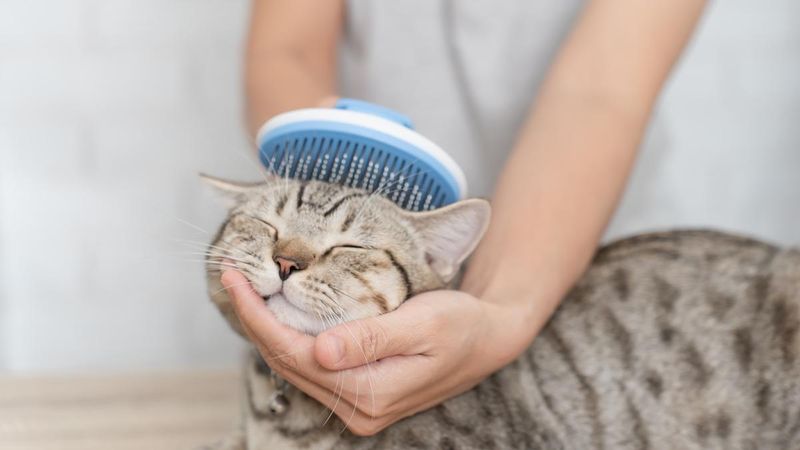 Establish A Grooming Station