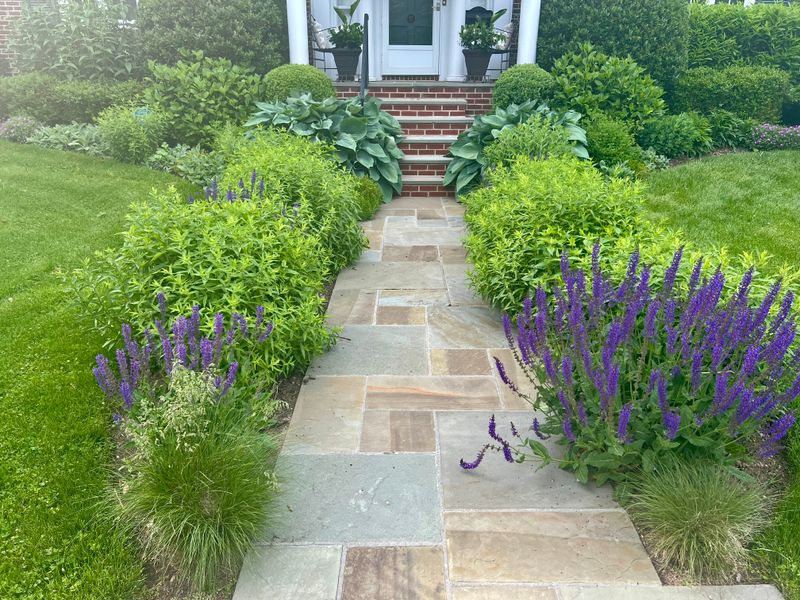 Plant Dense Shrubs Near Your Home
