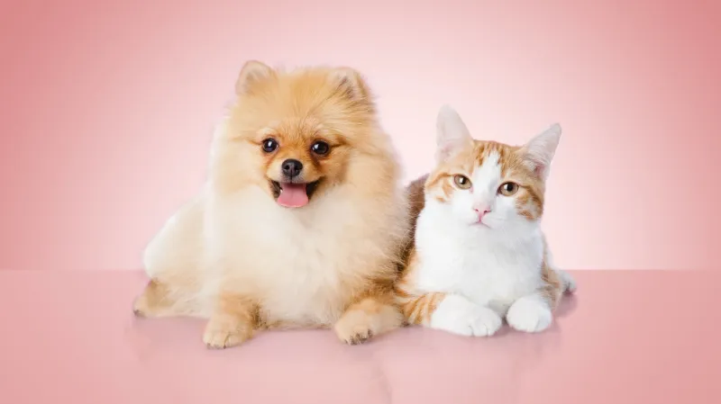 Pet Insurance: Is It Worth It?
