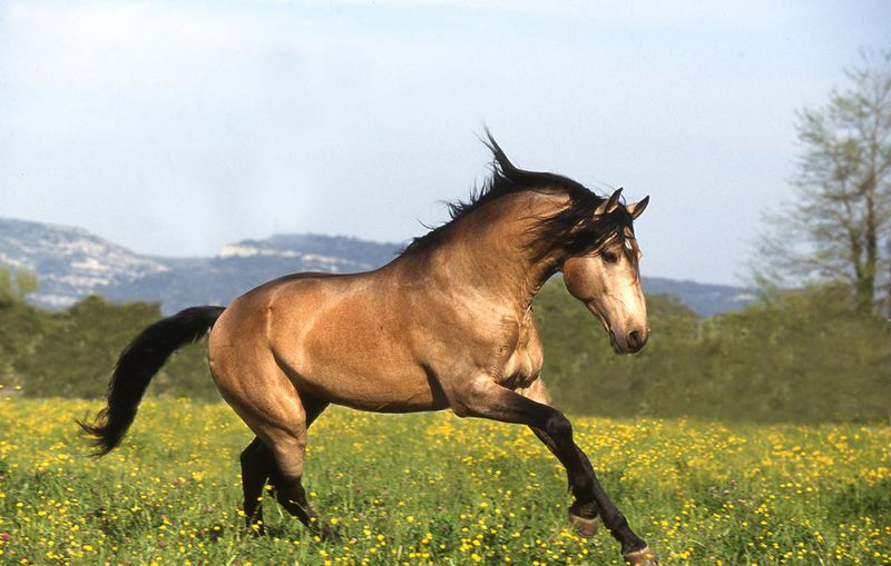 Buckskin