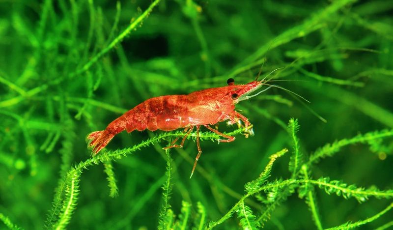 Shrimp Tank: The Living Underwater Diorama
