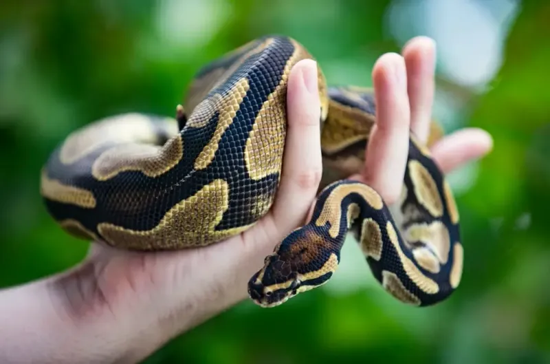 Ball Python