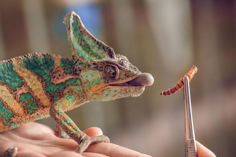 Mealworms: Protein-Packed Treats