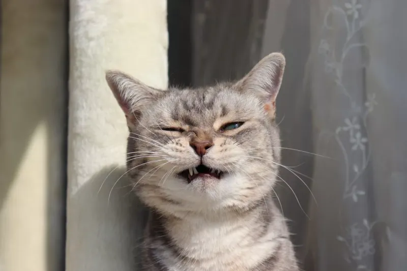 Sneezing Fits