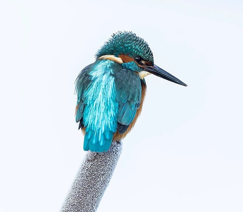 Kingfisher On Ice