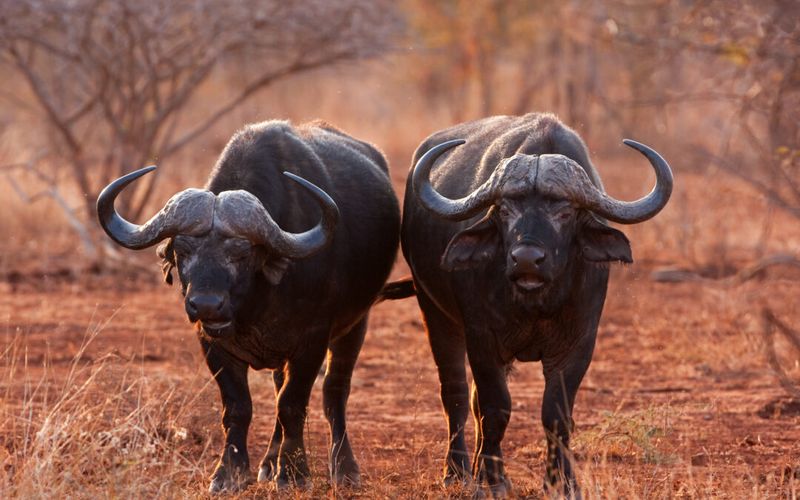 Cape Buffalo