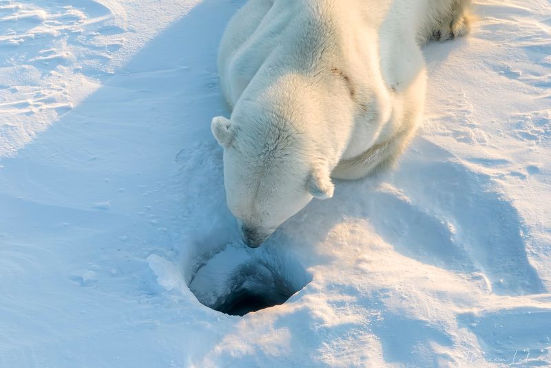Polar Bear