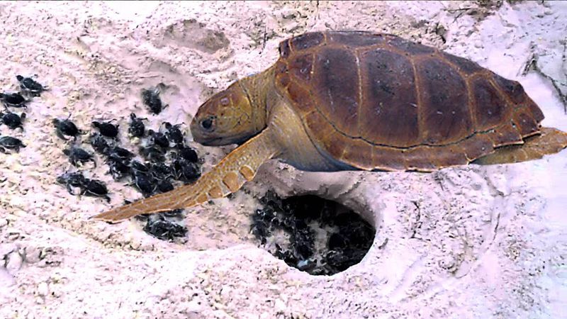 Turtle