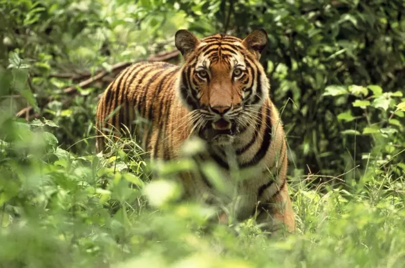 Tiger