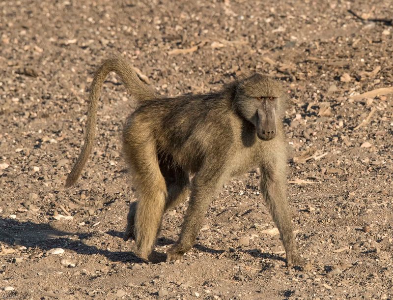 Monkeys Are Always Playful And Friendly