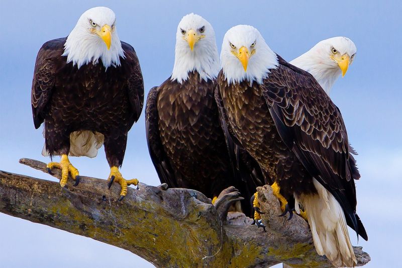 Eagles: From Child-Snatchers To Majestic Raptors